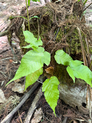 Tectaria heracleifolia, photograph (c) Brandon Corder, some rights reserved (CC BY)