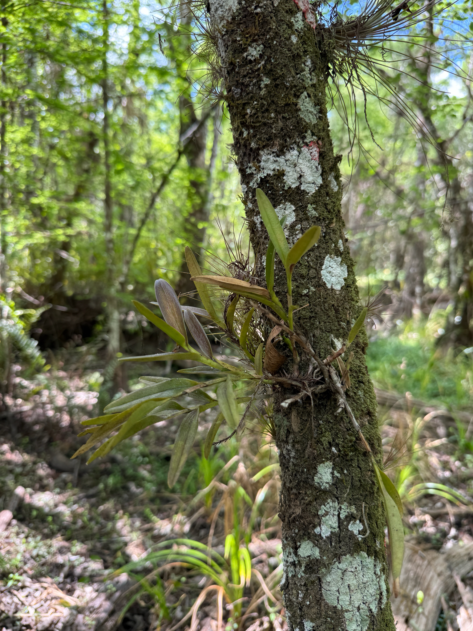 Stiff Flower Star Orchid (Epidendrum rigidum)