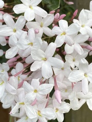 Jasminum polyanthum