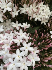Jasminum polyanthum