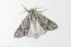 Acronicta rubricoma