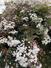Jasminum polyanthum