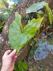 Montrichardia