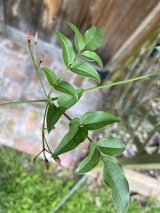 Jasminum polyanthum