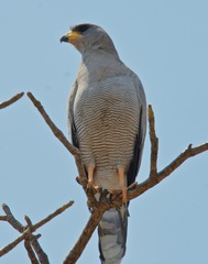 Melierax poliopterus