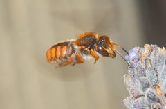 Rhodanthidium sticticum