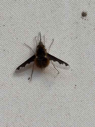 Unknown species found near North Carolina, US