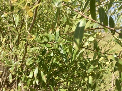 Phyllanthus sellowianus