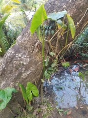 Montrichardia