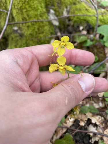 Caucasian Barrenwort (Epimedium pinnatum)