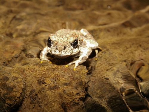 Concepcion Toad, Rhinella arunco