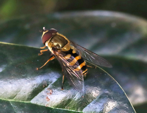 Unknown species found near Oak Ridge, TN, USA