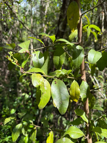 Hog plum (Ximenia americana)