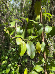 Hog Plum (Ximenia americana)