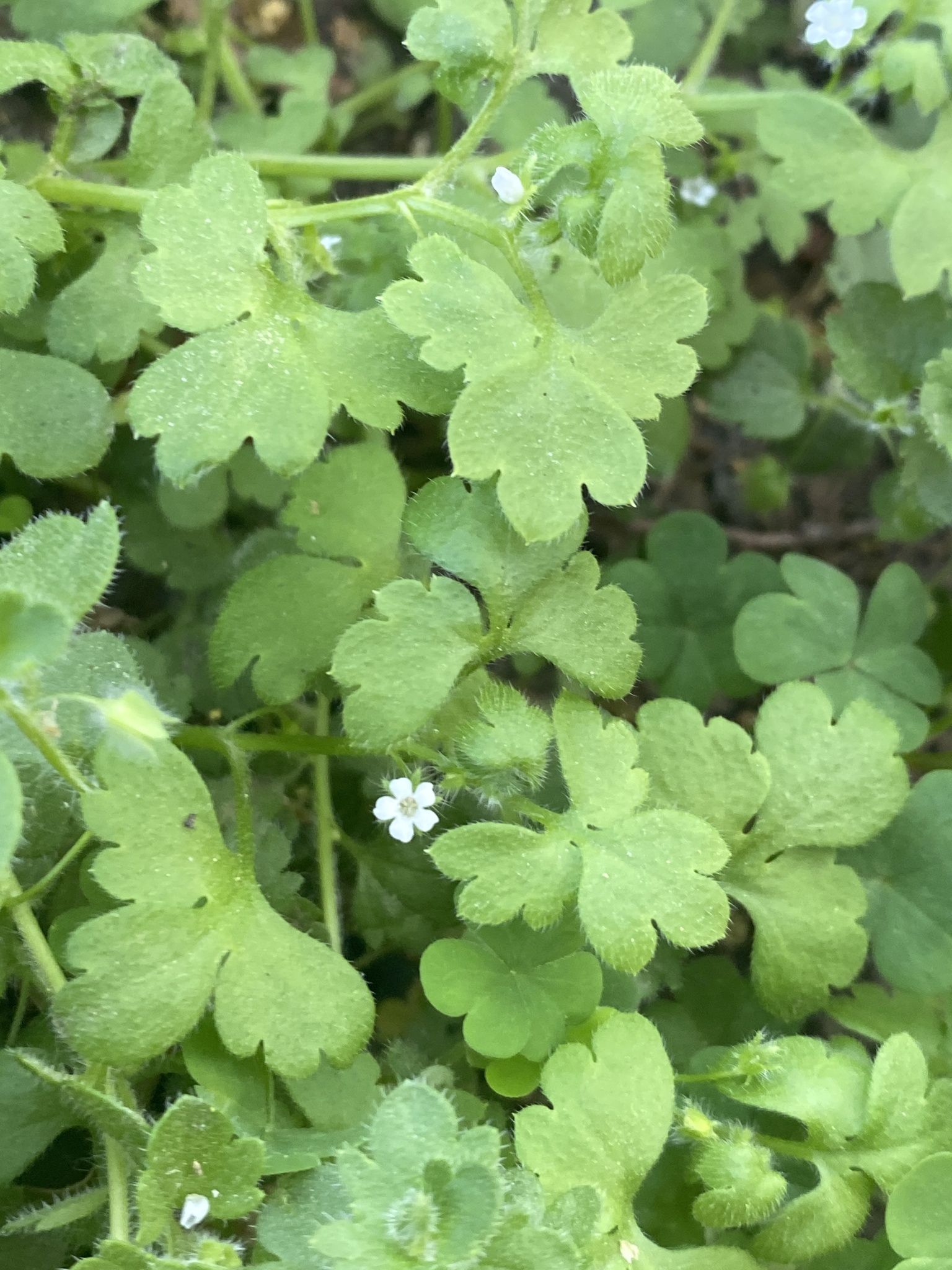 Smallflower Baby Blue Eyes (Nemophila aphylla)