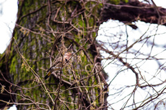 Colaptes auratus auratus