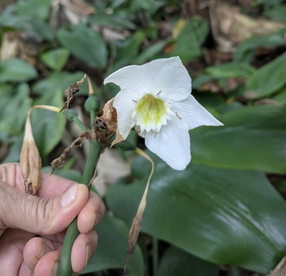 Eucharis Amazonica (Urceolina amazonica)