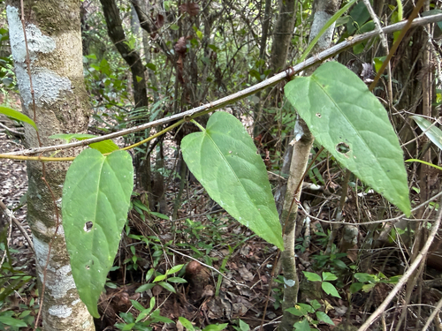 Seasonvine (Cissus verticillata)