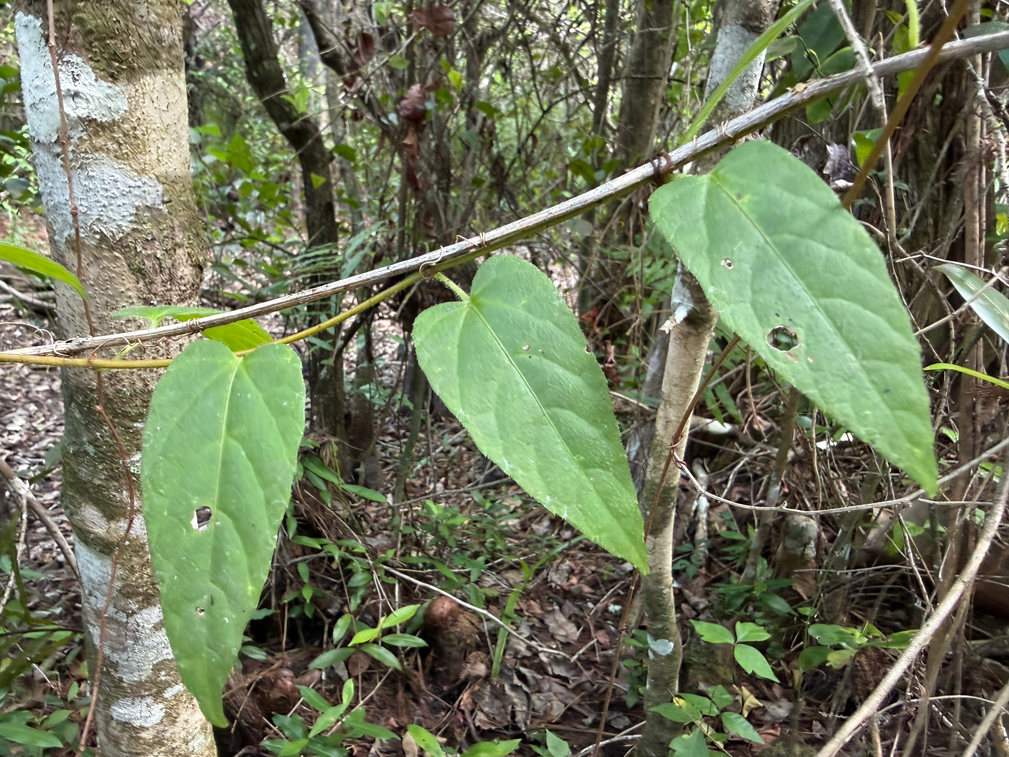 Seasonvine (Cissus verticillata)