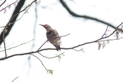 Colaptes auratus auratus