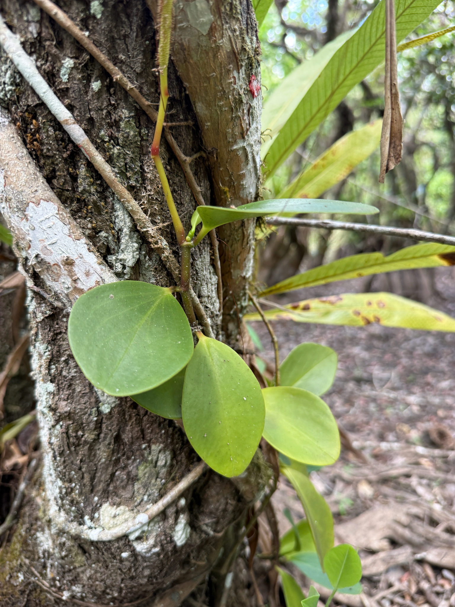 Baby Rubber Plant (Peperomia obtusifolia)