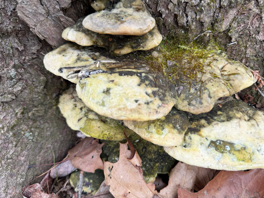 Rigidoporus populinus · March 2026 · photo: © sawyerb (iNaturalist, cc-by)