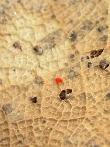 Common Chigger