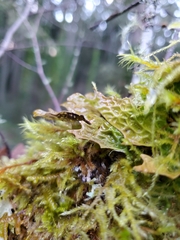 Lobaria pulmonaria