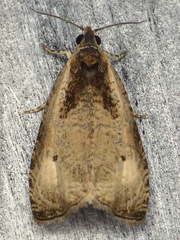 Olethreutes punctanum