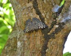 Hamadryas feronia feronia