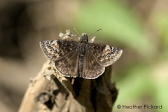 Erynnis lucilius