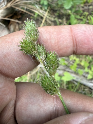 Florida Hammock Sedge (Carex vexans)