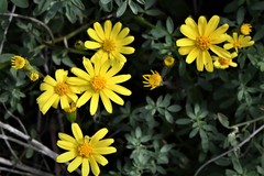 Senecio californicus