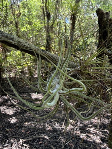 Fuzzywuzzy airplant