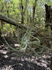 Tillandsia pruinosa, photograph (c) Brandon Corder, some rights reserved (CC BY)