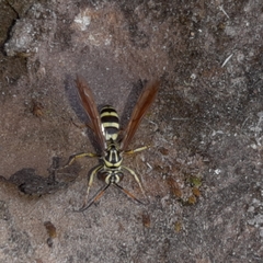 Poecilopompilus mixtus