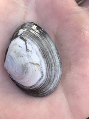 Macoma