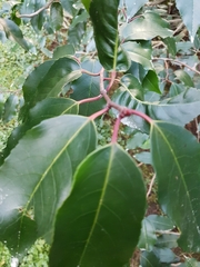 Prunus lusitanica