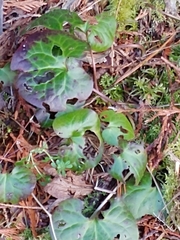 Asarum caudatum