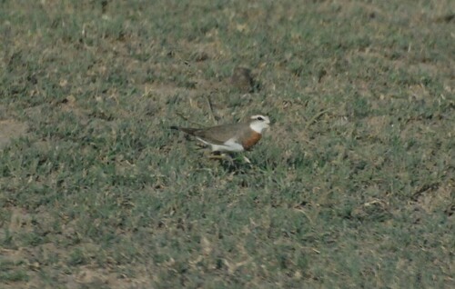 iNaturalist image