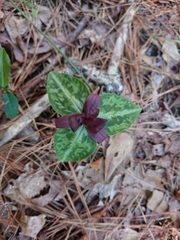 Trillium decipiens