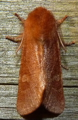 Psaphida styracis