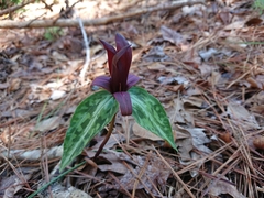 Trillium decipiens