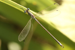 Lestes undulatus