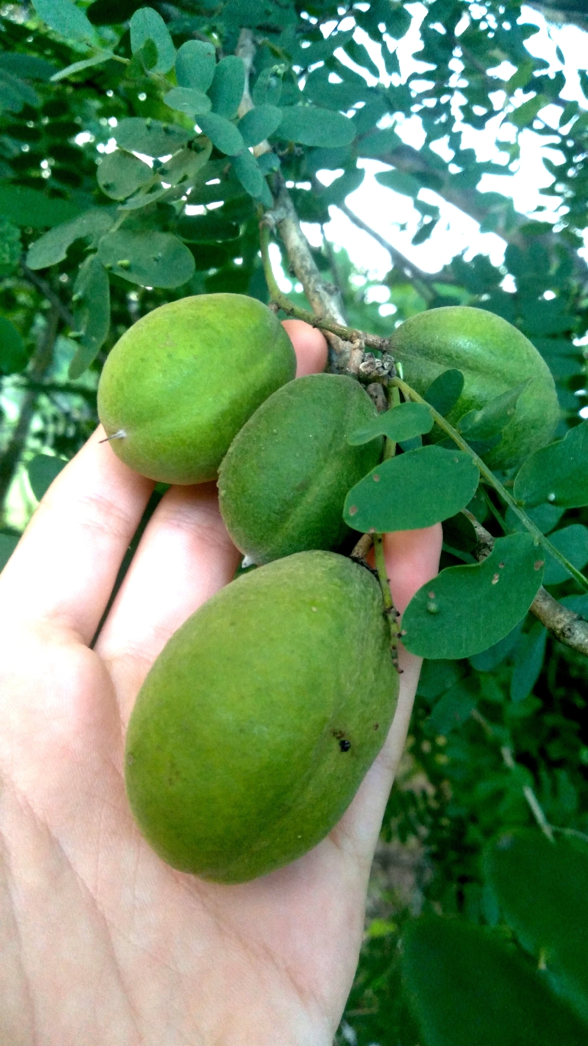 Geoffroea spinosa