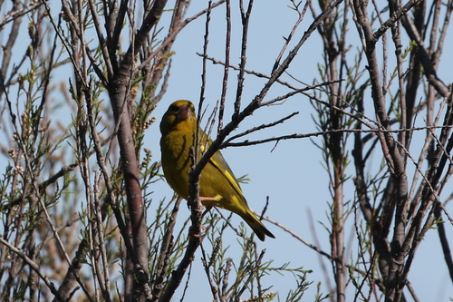 Avistamiento Chloris chloris