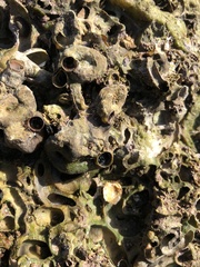 Vermetoidea