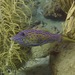 ソウシハギ