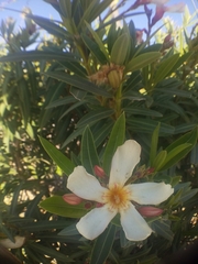 Nerium oleander