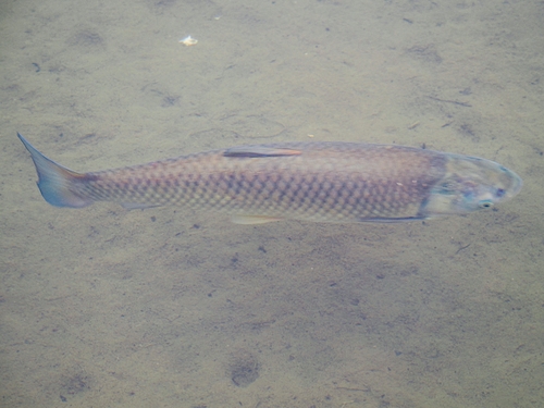 Grass Carp